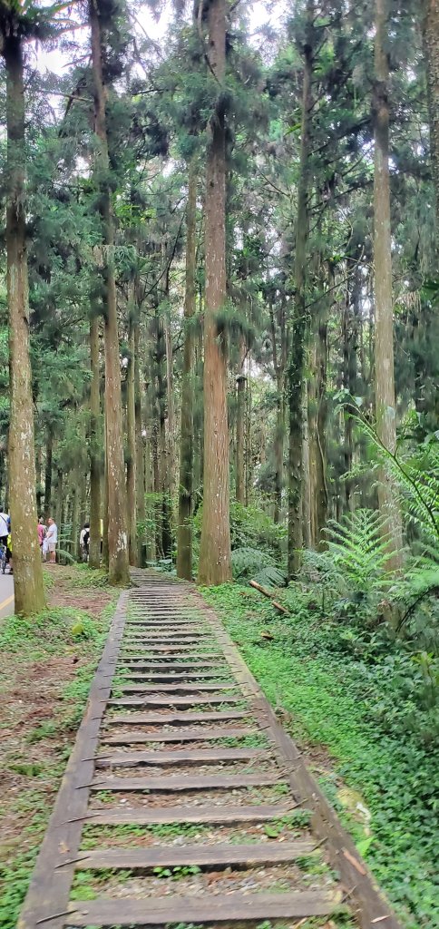 2024-05-19溪頭自然教育園區_2507974