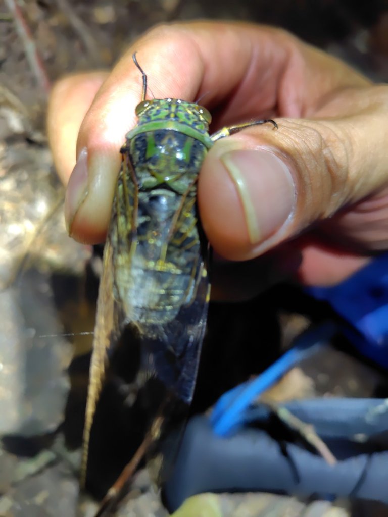 南東眼山連走有勝山_2918714