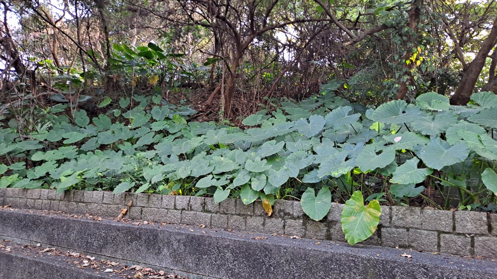 台北大縱走第一段_1249042