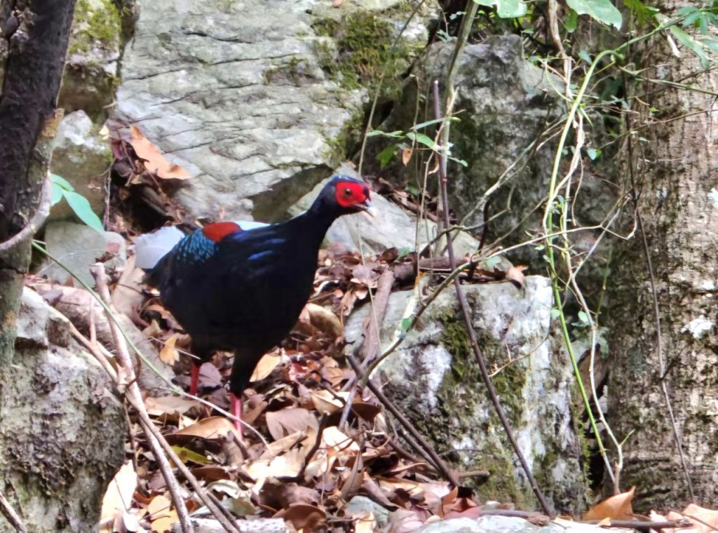 【中級山】谷關七雄波津加山_2742286
