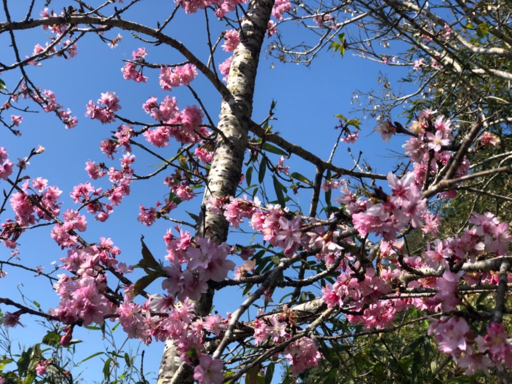 嘉義隙頂櫻花、二延平加密控制點_1259625