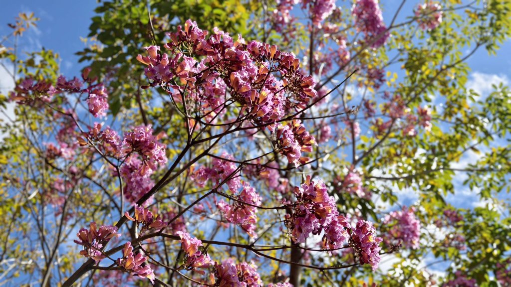 【蛇年走春】新竹清交、櫻花嶺、落羽松_2706085