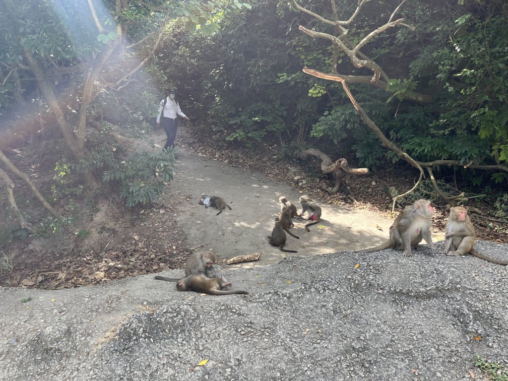 高雄壽山輕鬆路線推薦～全家都能爬 feat.全家都適用的海樂緹能量護膝_1517113