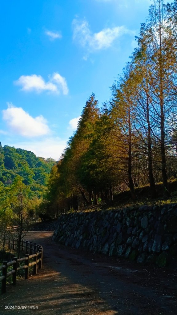 永公路落羽松/菁碧溪潺潺流水&至善路楓香紅了！_2666404
