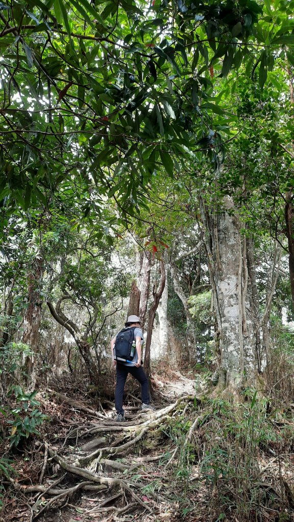 《新竹》幸福雲海｜鵝公髻山步道X山上人家20221105_1900185