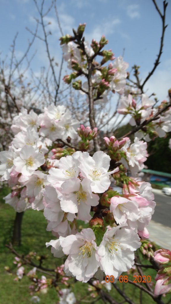 追花是簡單的快樂，賞花是恬淡的幸福。_871229