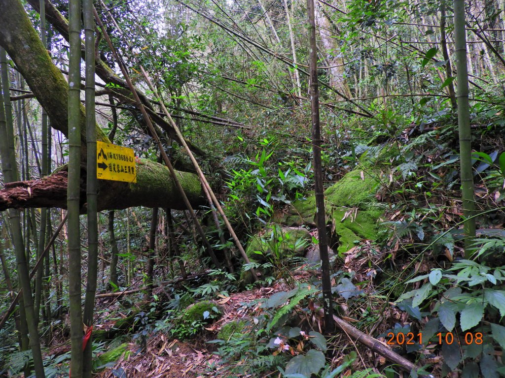 嘉義 阿里山 芙蓉山_1486504