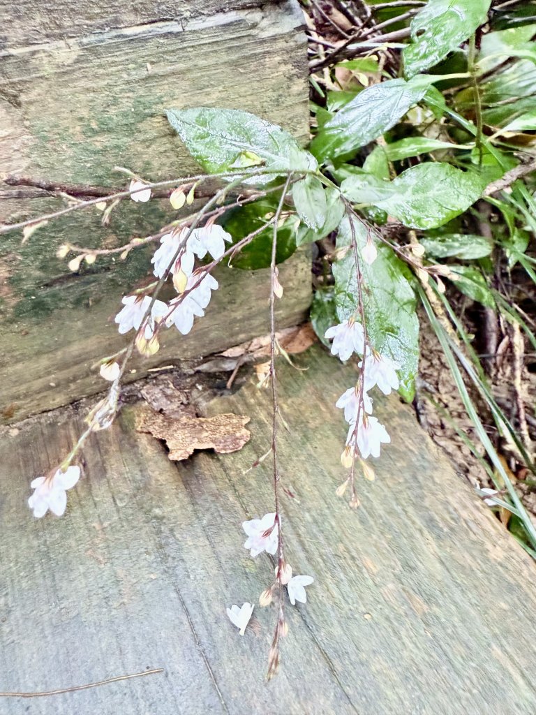 雙流帽子山悠遊  2025.01.03_2688558