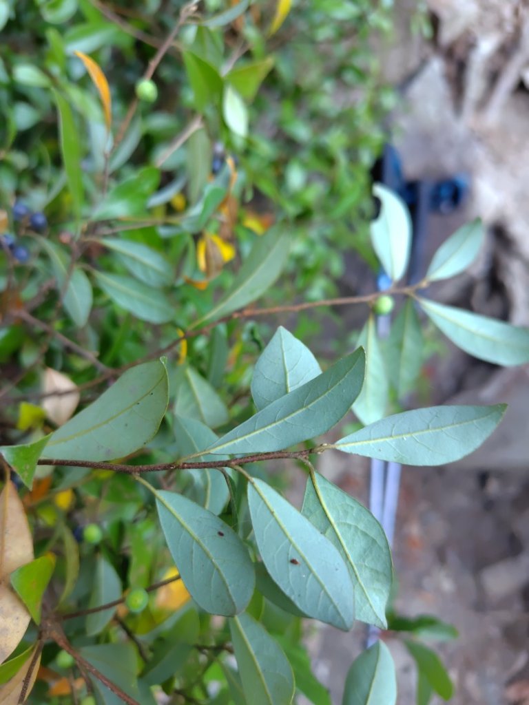 唐麻丹山 蝴蝶谷_2918788