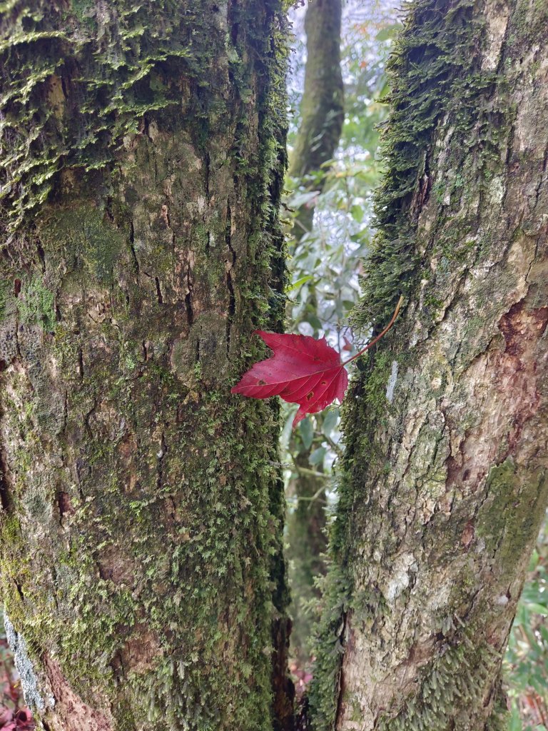滿地楓紅落葉的鳶嘴稍來步道封面圖