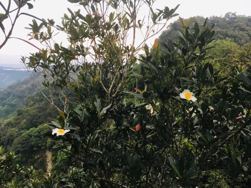 大坑風景區4上3-1下O型走_1924867