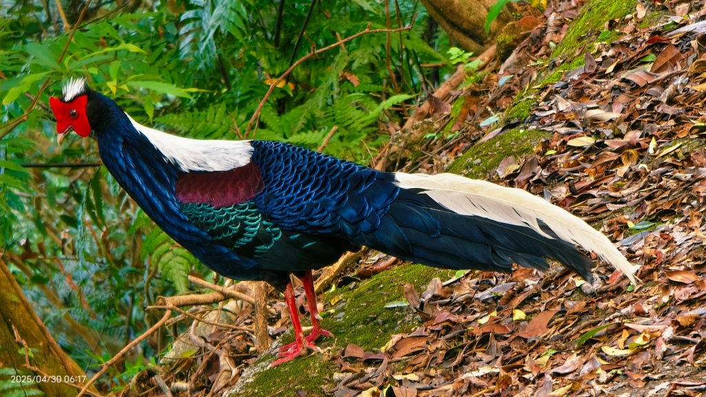 翡翠水庫壩頂 #火燒雲雲海 #日出雲海 #鱷魚島 #藍腹鷴 4/29_2773477