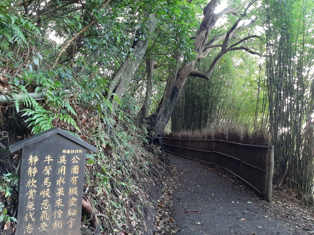 古道探訪｜竹林小徑、百年老樹幽靜古道_1180398