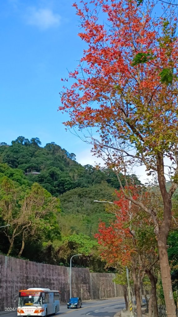 永公路落羽松/菁碧溪潺潺流水&至善路楓香紅了！_2666386