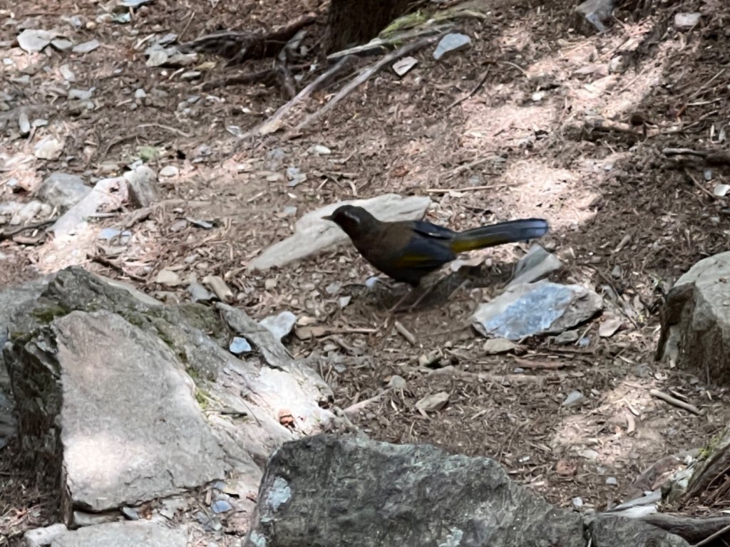 2022-06-24 羊頭山單登_1743428