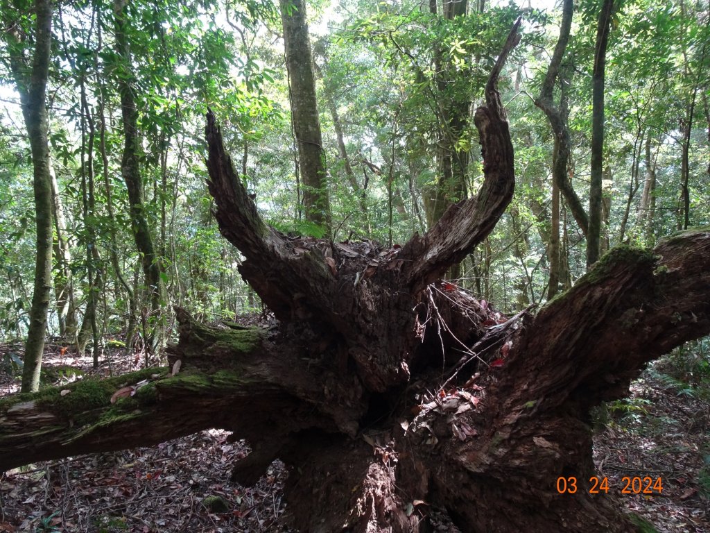 伊利雅娜產道（一般車停車處步行單程約5K產道）至登山口轉接山徑登北霞山往返_2461254