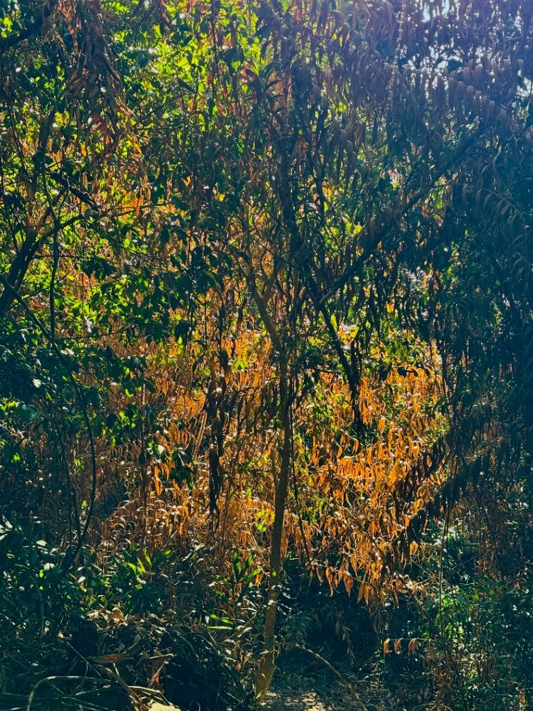 雪山坑登山步道尋巨人_2978234