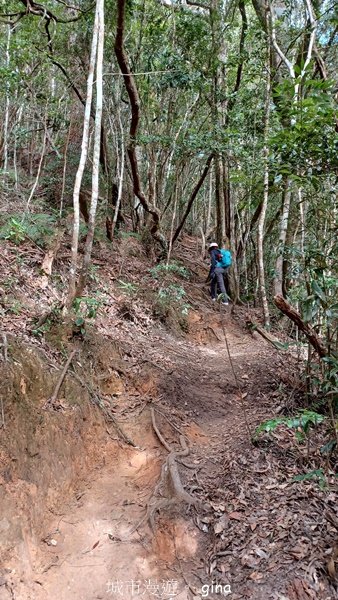 【南投魚池】中部四大名山之山高路遠。 水社大山登山步道_2037960