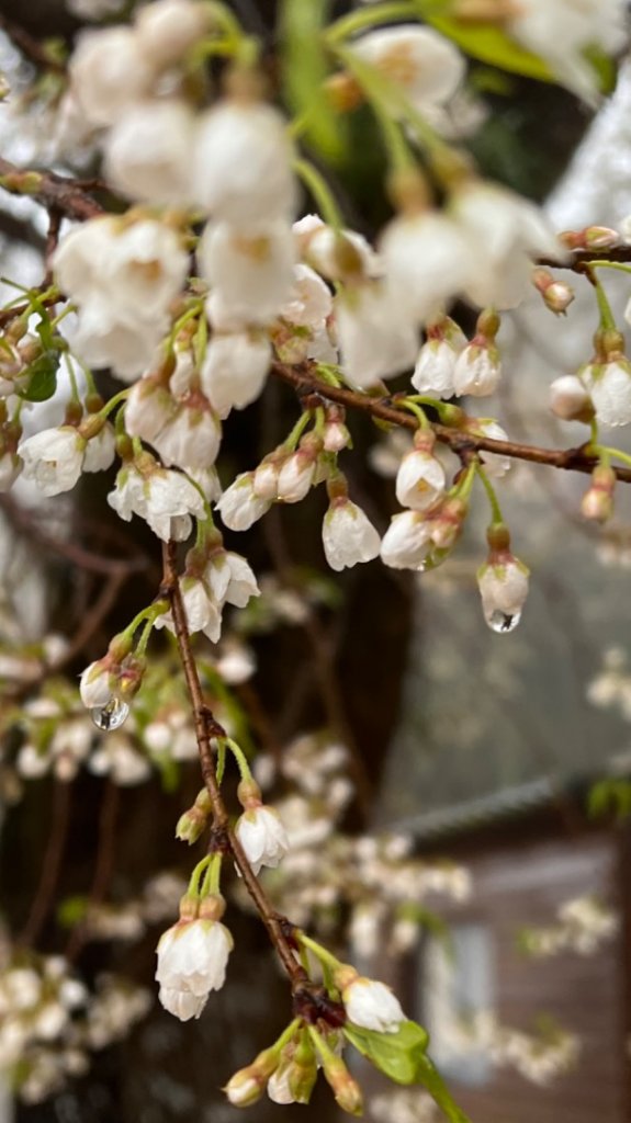 2022/03/07觀霧之美櫻王櫻后櫻妃亮麗登場_1635486