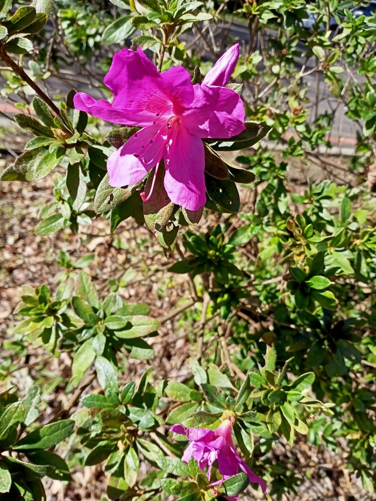 桃園大溪石門水庫楓林步道、齋明寺古道【南山神壽任務】_1963956