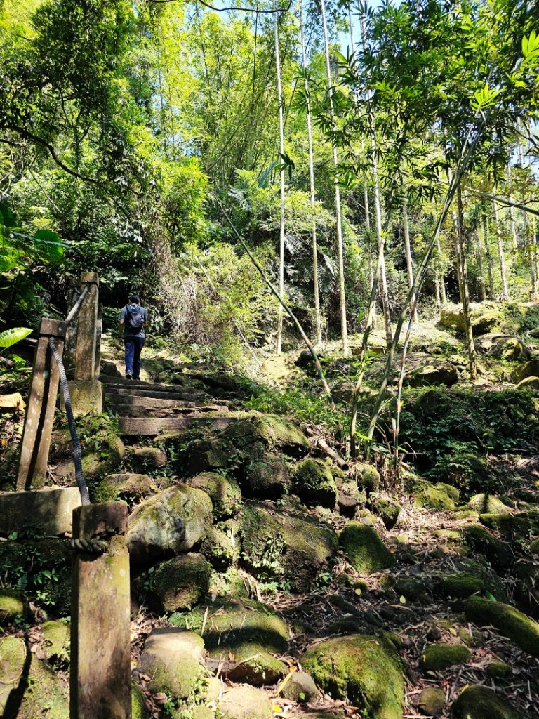 (天上山系)望月亭桐花-2025微笑山線大縱走尋寶集章任務_2870339
