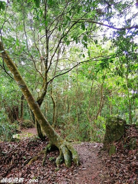 【雲林。古坑】絕美孟宗竹林有如置身武俠電影場景。嘉南雲峰x石壁山登山步道(小百岳)_1328731