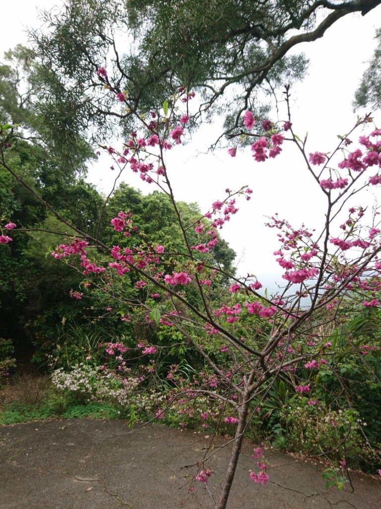 阿罩霧櫻花杜鵑步道_558907