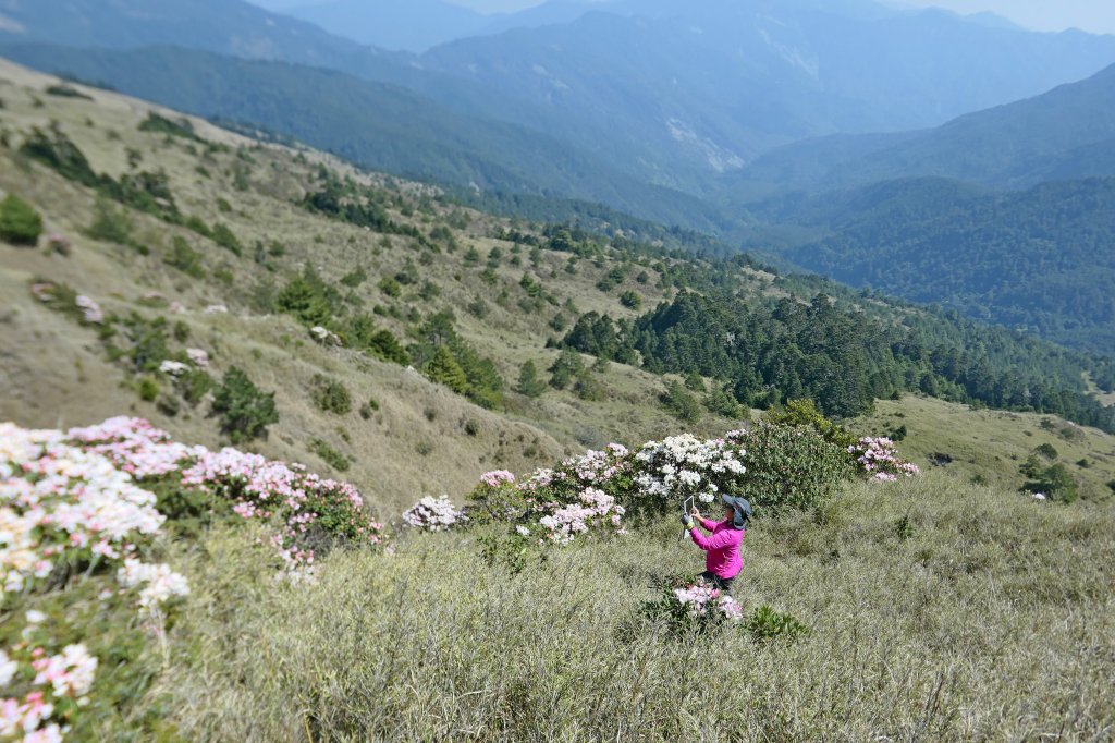 小奇萊賞杜鵑   2019/04/10_564015