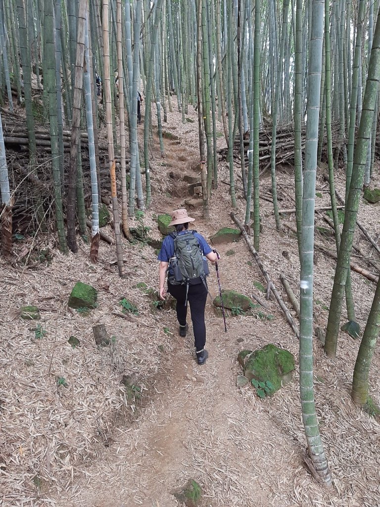 溪頭山、竹崙山、志騰山3山連走_1484367