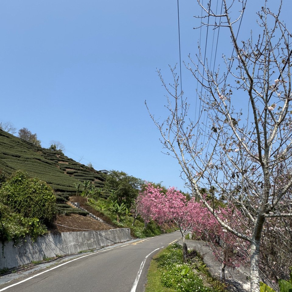 20250308古坑後棟山涼亭、挑筍古道_2730488