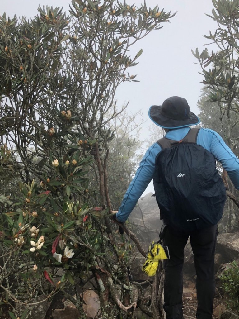 橫嶺山、鳶嘴山O 走_1660962