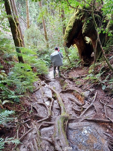 【宜蘭大同】走入魔法森林之仙女散落的珍珠。 太加縱走 (夢幻美的加羅湖)_2469296