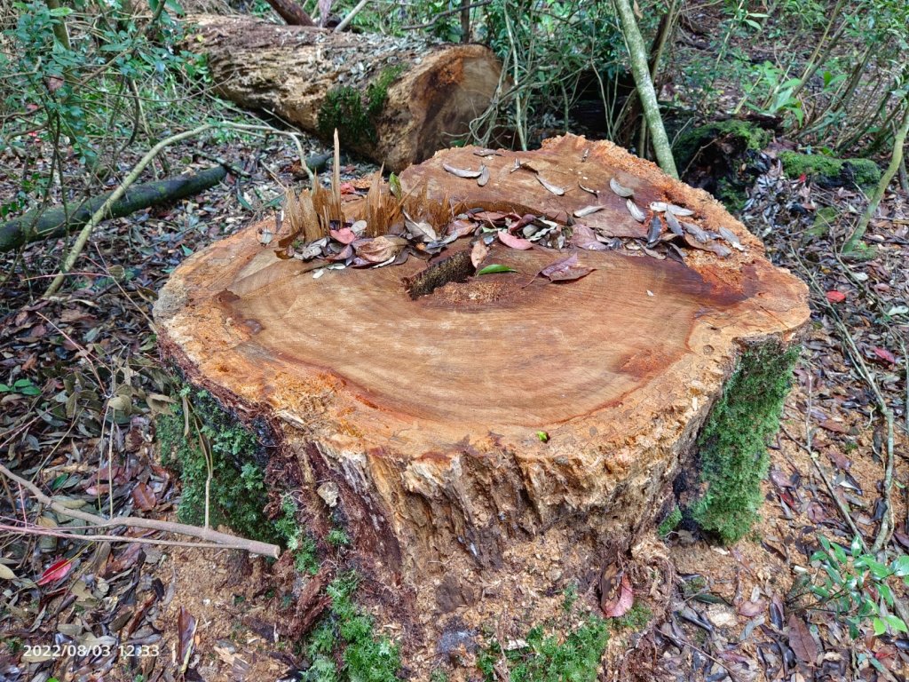 屋我尾山行走遇到黑熊_1791078