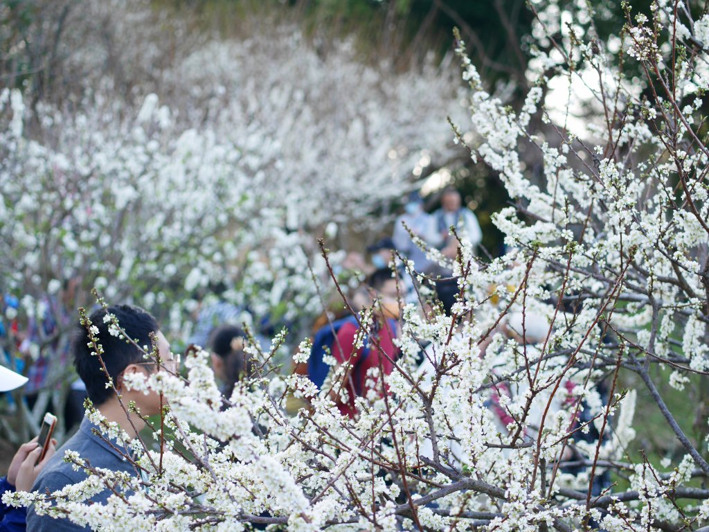 虎山巖步道—滿山李花白_1268692