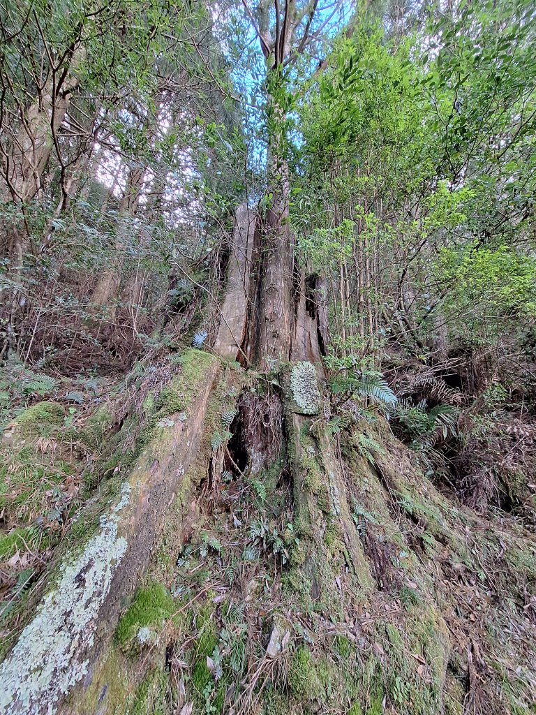 觀霧之榛山O型20241123_2653893