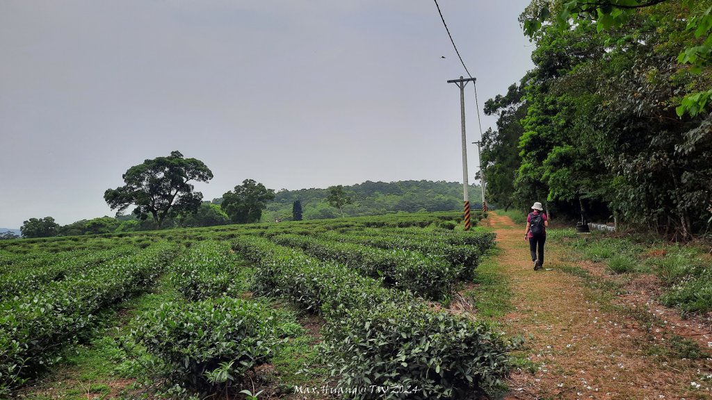 《苗栗》茶園古道｜三義登三義山慈濟山（三通嶺啟登）20240405_2472147