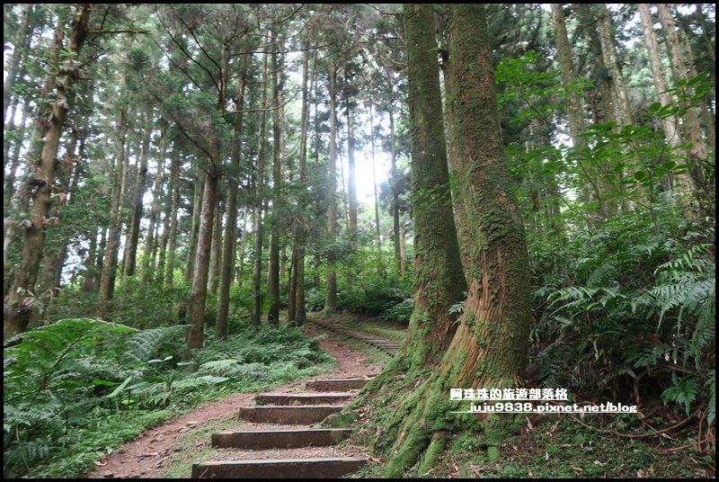 東眼山打卡新亮點森林裡的木構裝置藝術封面圖