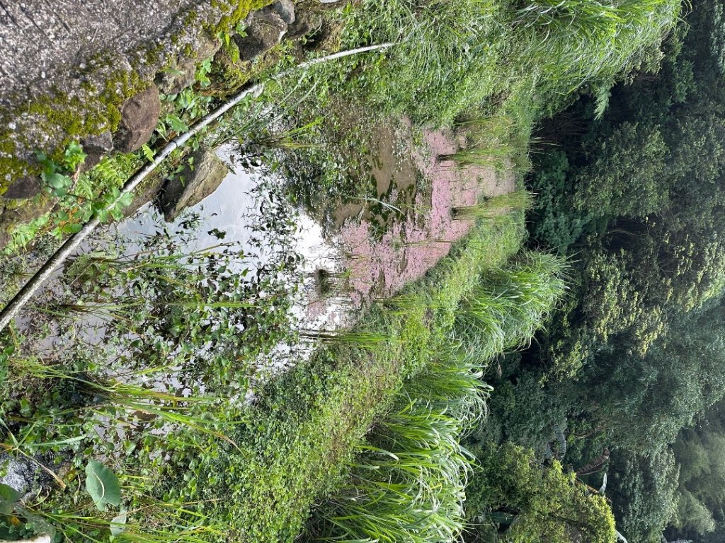 011姜子寮山_2598862