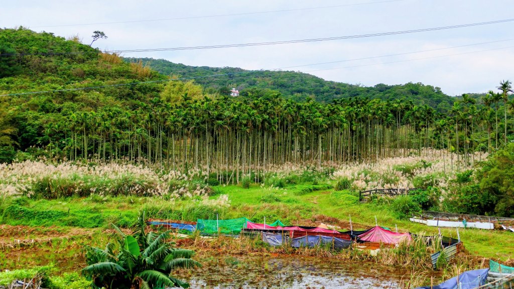 草嶺古道_2962472