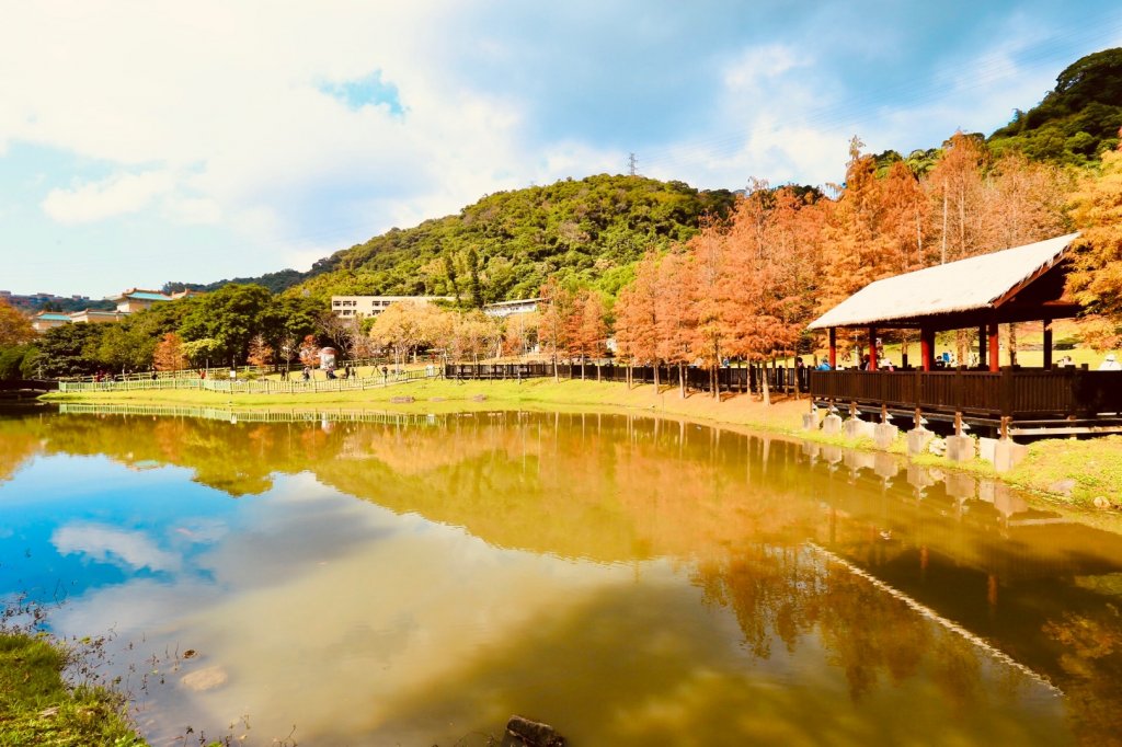 落羽松@原住民主題公園封面圖