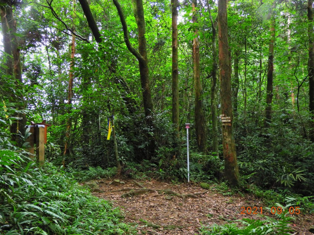 新北 雙溪 柑腳山_1452870