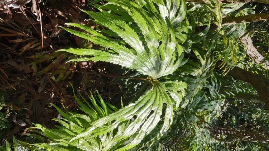 龍船岩白石湖山白石湖山東峰大邱田山_1117075