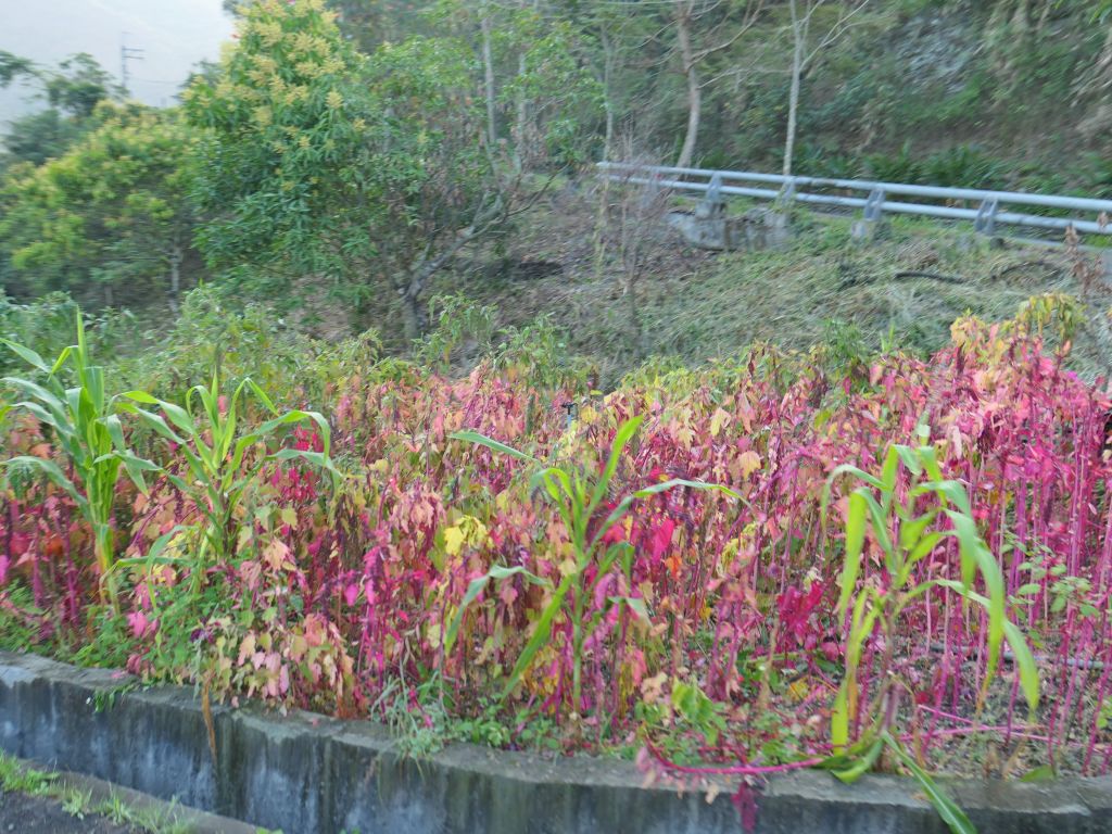 霧台朗吾呂山一場山再訪哈尤溪溫泉D1_289538