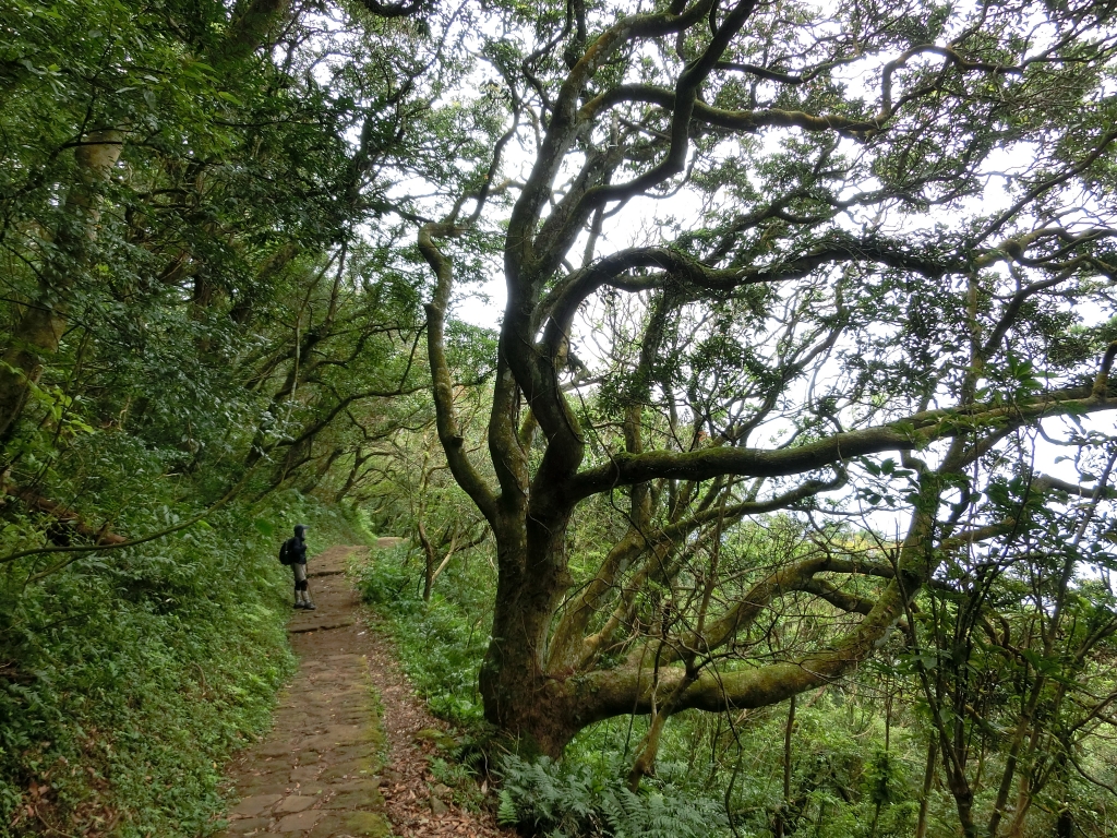 面天山．向天山．向天池_94288
