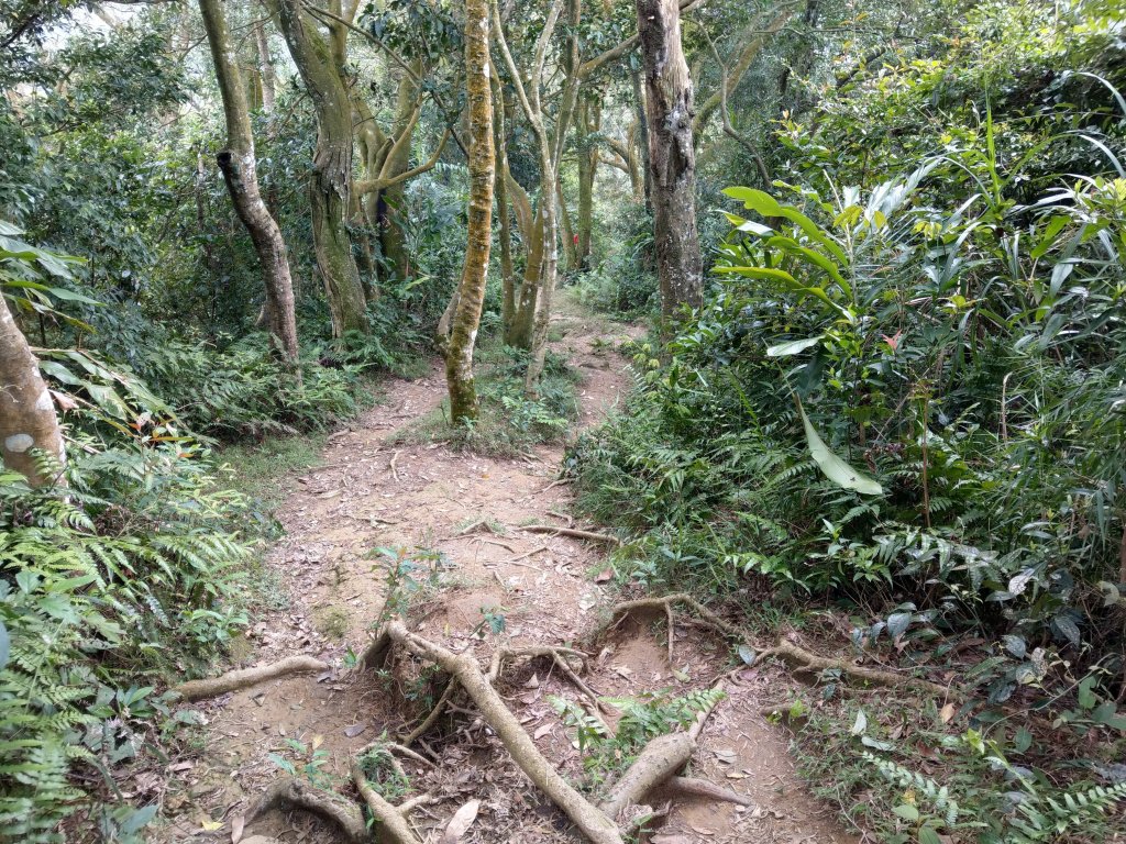 登桃園石門山(小百岳)&下石門水庫_870420