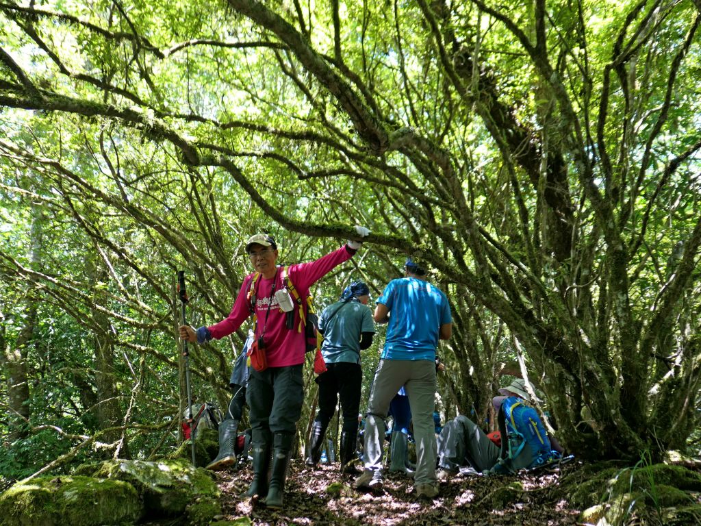登碧綠神木旁焦土山及加碼綠水文山步道  _375961