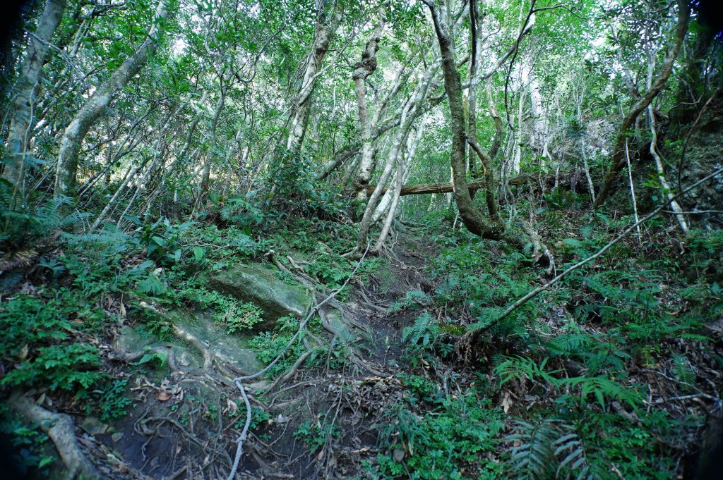 新竹 尖石 貴妃山、那結山_2913593