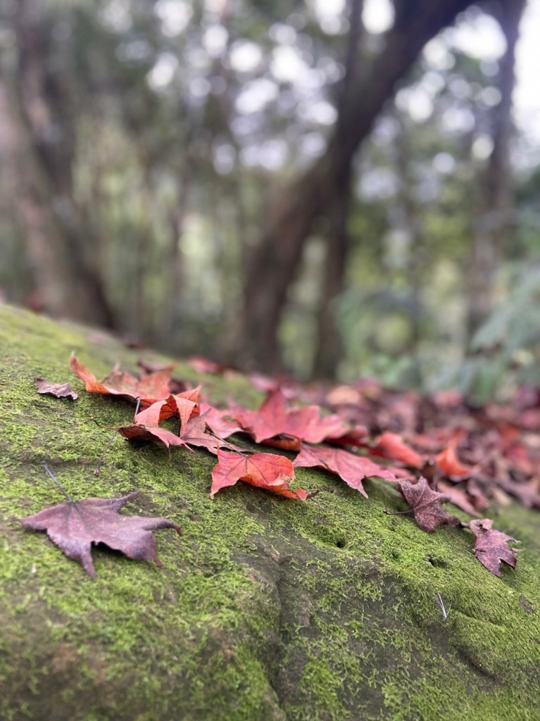 馬那邦山-珠湖登山口來回_2378416