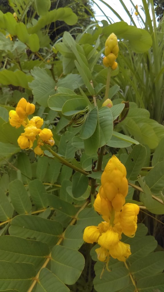 《桃園虎頭山迷航記》_1028602