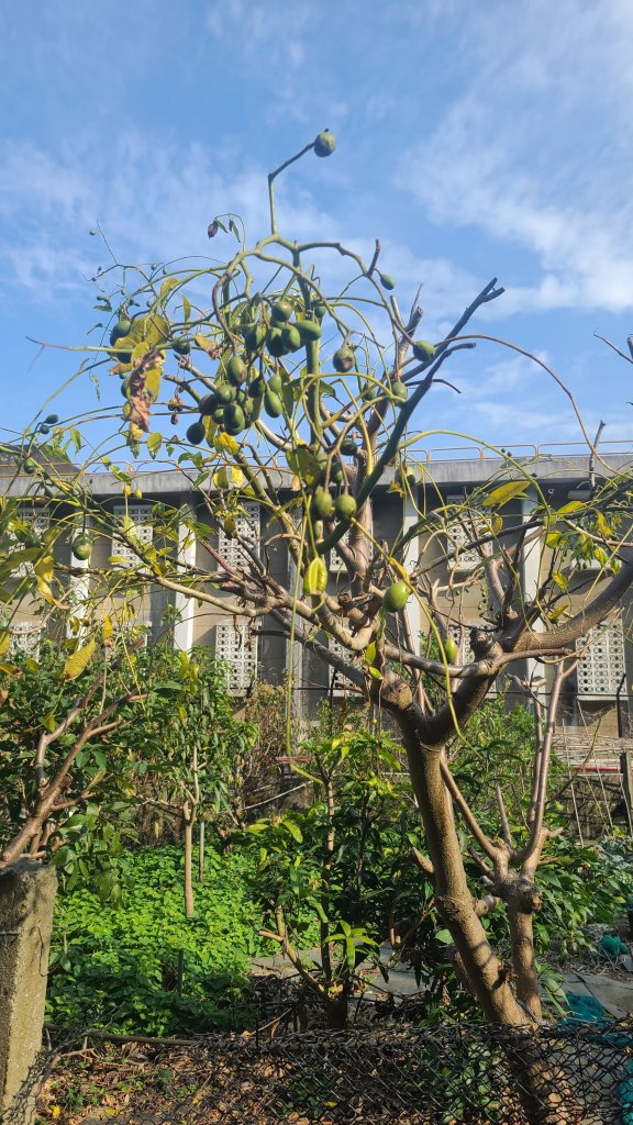 2026-0118新竹新埔文山步道_2984679